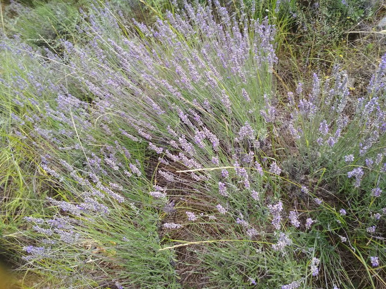 lavender-1_resized.jpg
