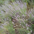lavender-1_resized.jpg
