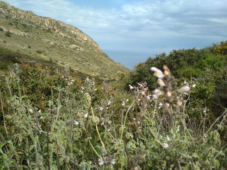 sage-harvest-place-Naxos-2_resized.jpg