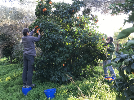 Picking our fruits just before returning to Brussels to meet the truck!