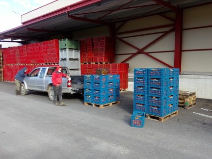 Crates for Brussels waiting for pickup at the packing  house