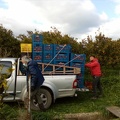 Hauling the fruit crates for Brussels in Dimitris pickup to the packing house