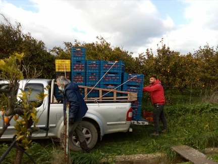 Hauling the fruit crates for Brussels in Dimitris pickup to the packing house
