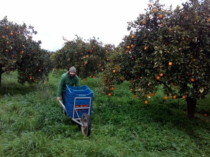 Antonis bringing crates of oranges. Each crate is 20 kilos