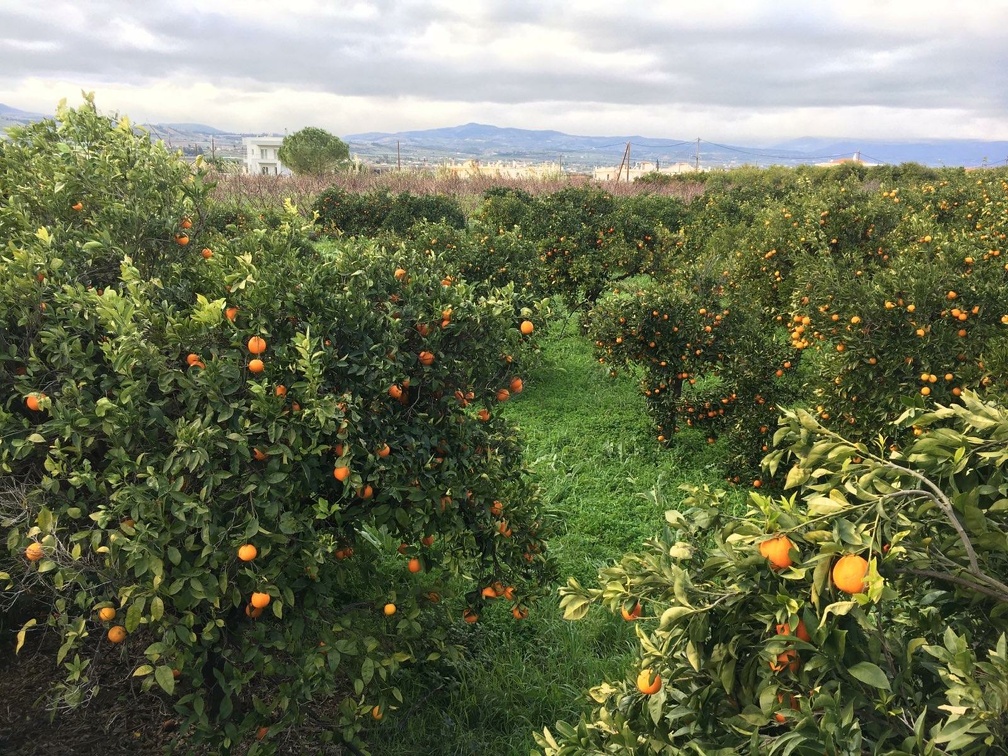 Picking the oranges for Brussels