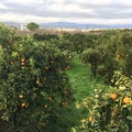 Picking the oranges for Brussels