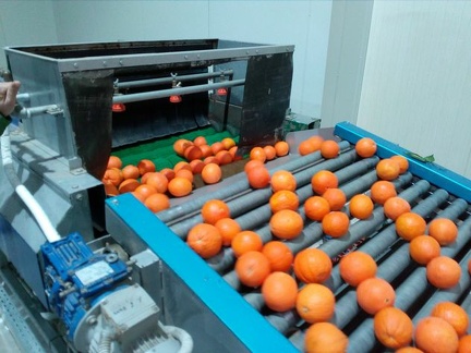 Oranges slowly climbing up to the cleaning cabinet