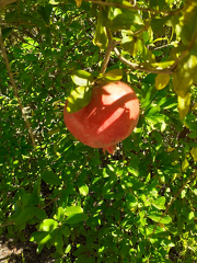 IMG 6576 x