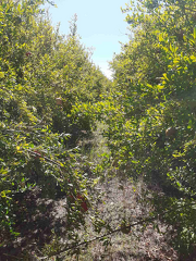 IMG 6580 x