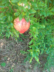 IMG 6593 x