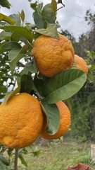 IMG 7764