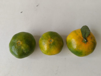 IMG 20251017 161351 x