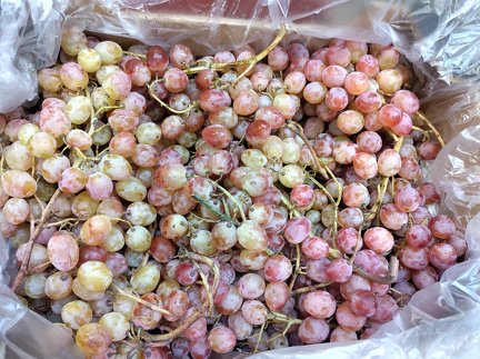 IMG 20251119 135431 x