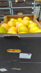 signal-2025-12-09-132915 002 x